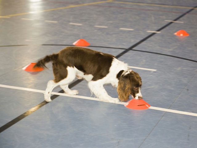 Exhibiciones caninas