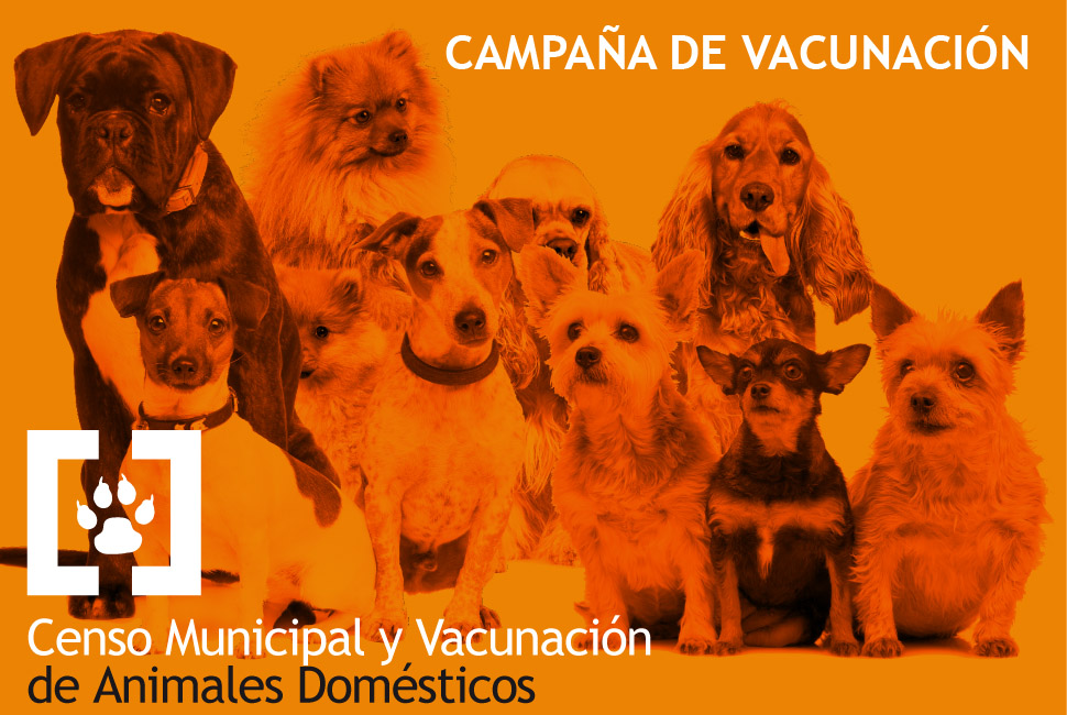 Vacunación e identificación canina y felina