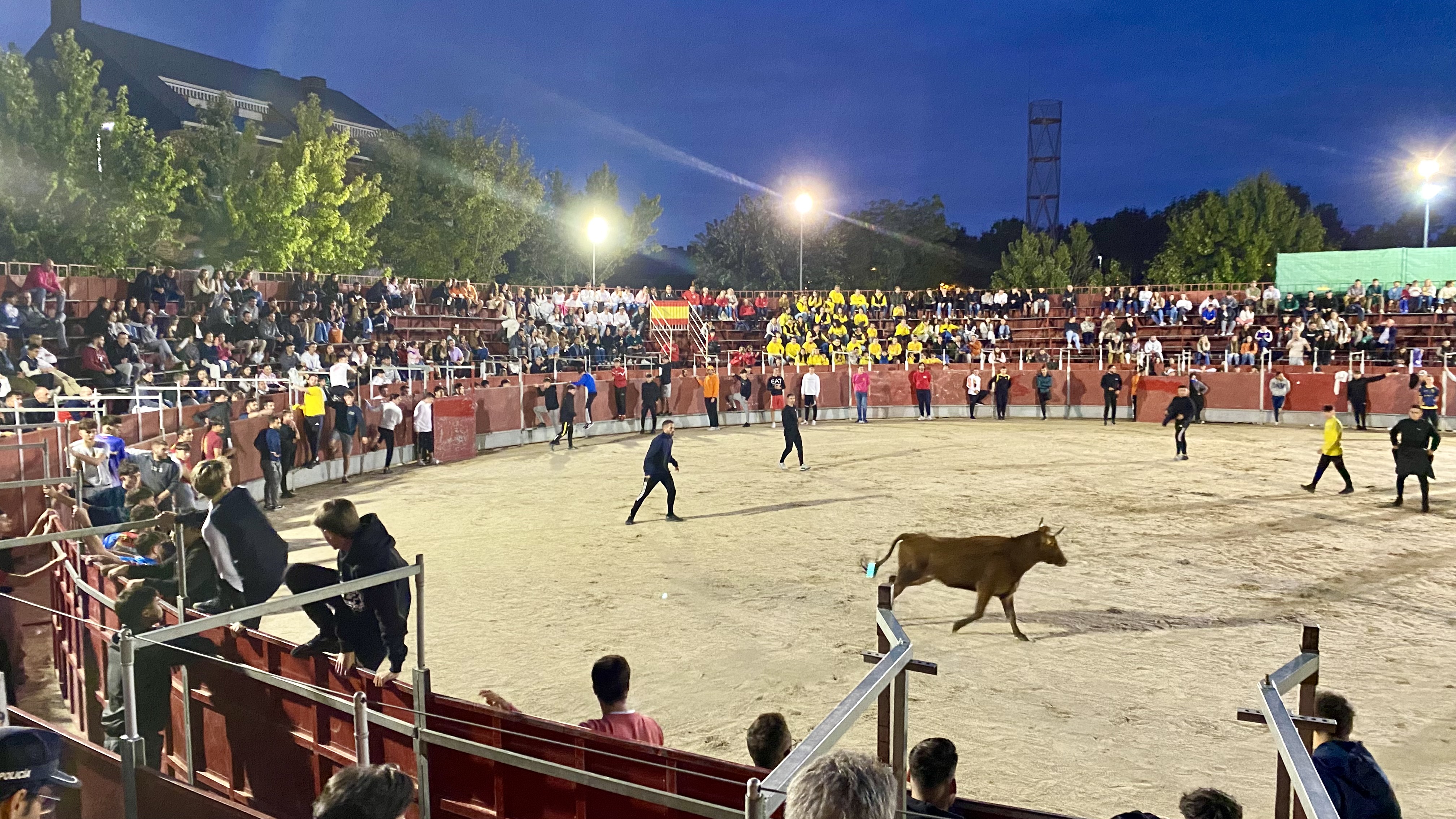 Tras 30 años, regresa la tradición de la suelta de vaquillas con gran éxito